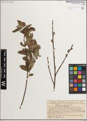 Foto von Salix muscina Dode ex Flod.